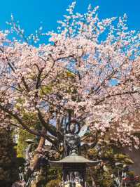 🌸 Saitama's Cherry Blossom Snow — A Different Charm on a Rainy Day