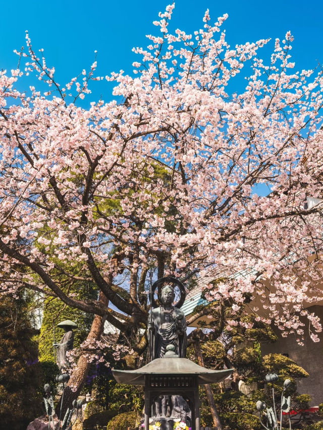 🌸 Saitama's Cherry Blossom Snow — A Different Charm on a Rainy Day