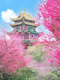 blossom in china 