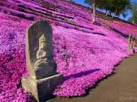 【北海道】日本最大級の芝桜の絨毯「芝ざくら滝上公園」