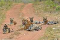 Ranthambore Tiger Reserve