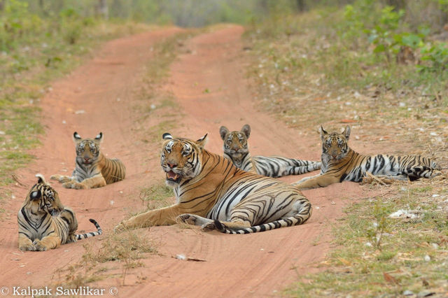 Ranthambore Tiger Reserve