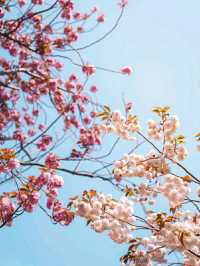 Blossoms by the Sea: Experiencing Spring in Busan