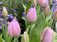 Wondrous Bloom แลนด์มาร์กสวยแห่งใหม่ระยอง 