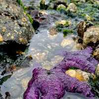Parksville – Vancouver Island’s Coastal Playground