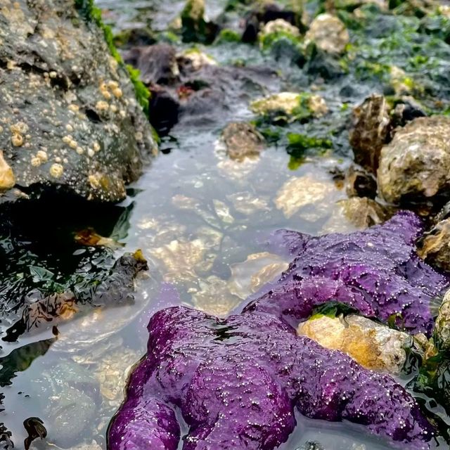 Parksville – Vancouver Island’s Coastal Playground