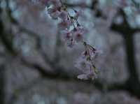 春の絶景！桜に包まれる智者の丘公園へ