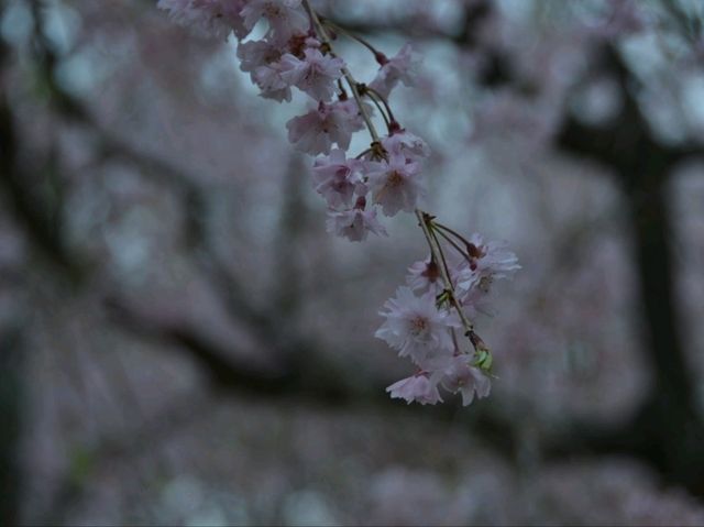 春の絶景！桜に包まれる智者の丘公園へ
