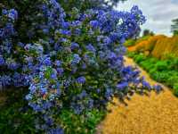 Flower in Bloom at Ascott: A Dreamy English Garden Escape
