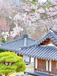 Title: Samcheong Park – Seoul’s Historic Forest Retreat