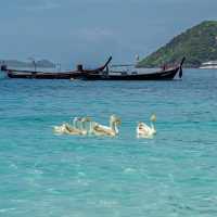 Ombre Yacht Phuket ล่องเรือหรูเที่ยว 3 ไฮไลต์