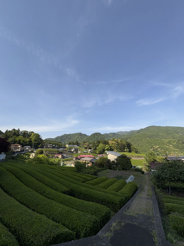 新緑の絶景！川根本町の茶畑に癒されたGW