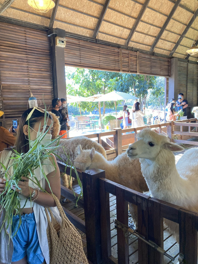 𝐏𝐫𝐢𝐦𝐨 𝐏𝐢𝐚𝐳𝐳𝐚 เขาใหญ่ ฟีลเมืองนอก