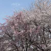 桜の時期は特に圧巻！
