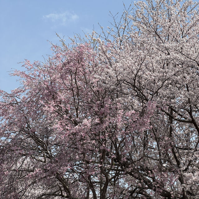 桜の時期は特に圧巻！