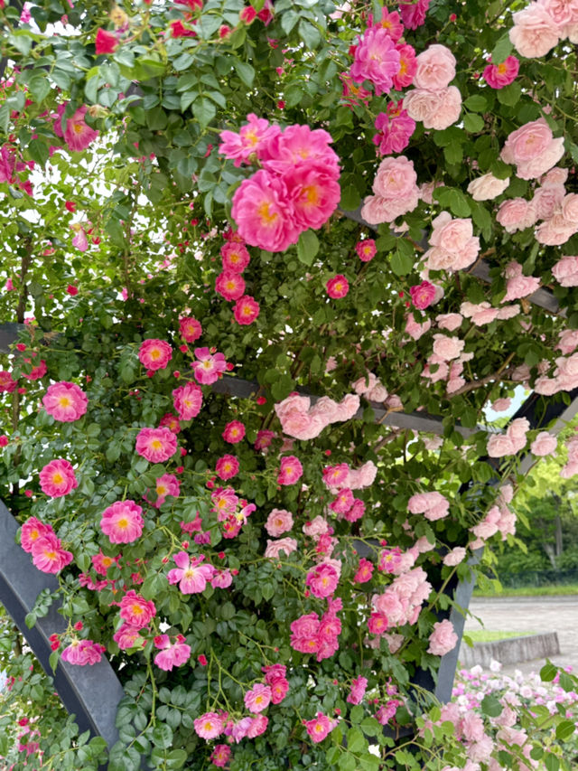 大阪 ︎❤︎2,400株が咲き誇る🌹🌹🌹260円で見れる絶景〜♡ 