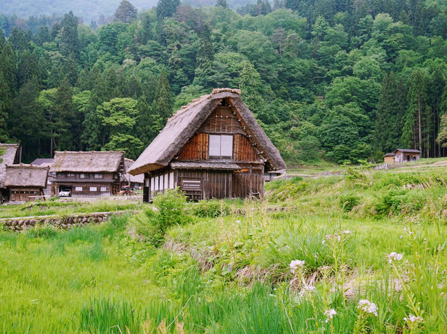 五月的白川鄉如同一幅生機勃勃的畫卷 🌿🏞️