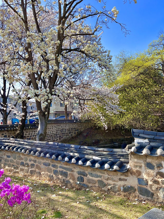 대전 벚꽃 나들이 🌸🩷
