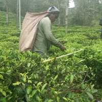 CEYLON TEA HISTORY 