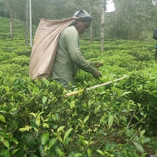 CEYLON TEA HISTORY 