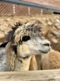 A Fluffy Adventure in the Hills of Alpaca World