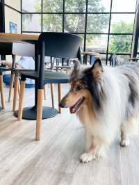 คาเฟ่น้องหมา พัทยา ฟินมากกก! 🐶
