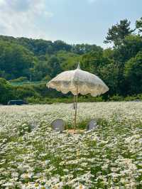 현시각 샤스타데이지가 제일 예쁜 카페지새울 🌼💛