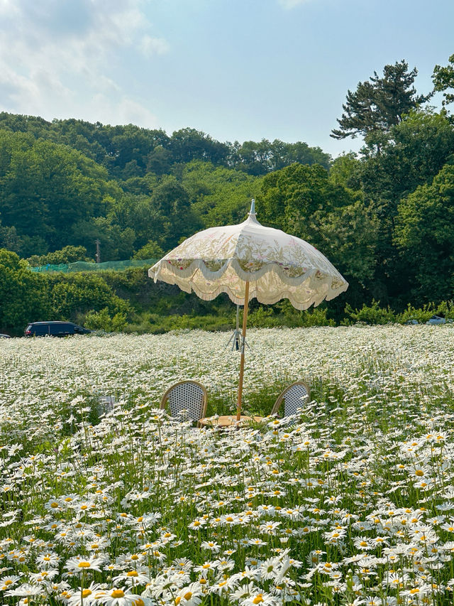 현시각 샤스타데이지가 제일 예쁜 카페지새울 🌼💛