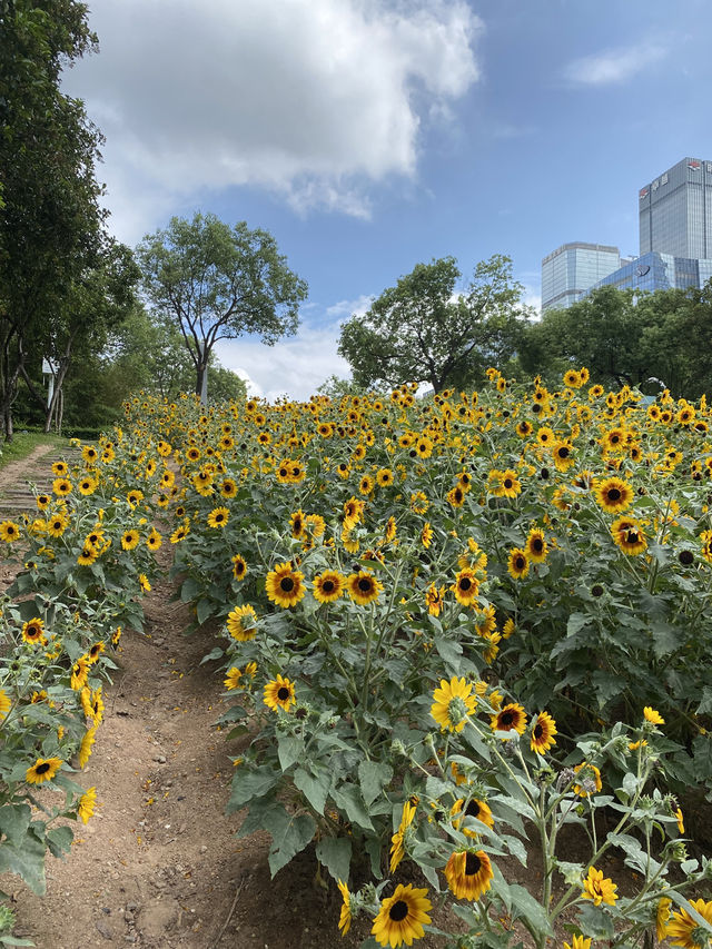 從領展中心城走幾步，就可以看到這美麗的向日葵花海🌻