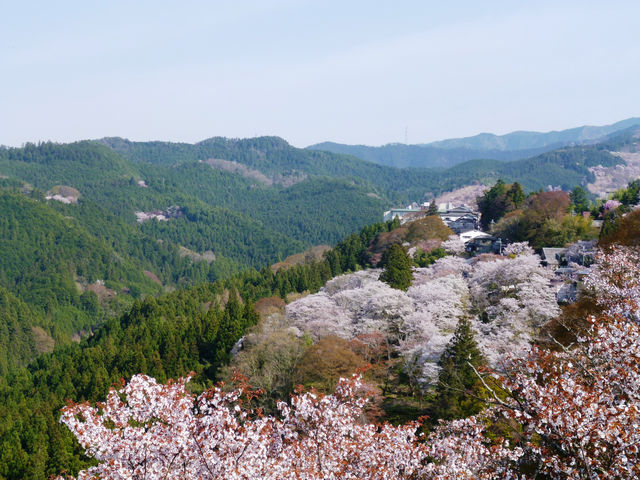 「日本さくら名所100選」にも選ばれている桜の名所