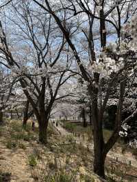 🌸【佛光與櫻影的交會】牛久大佛春日巡禮—一場身心靈共鳴的靜心旅行
