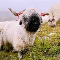🐑🌄 Valais Sheep Farm Visit: Alpine Pastures, Woolly Friends & Swiss Cheese!
