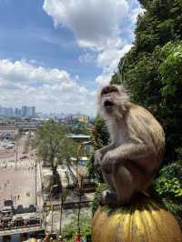 【洞窟】バトゥ洞窟は猿だらけで可愛い🐒🇲🇾