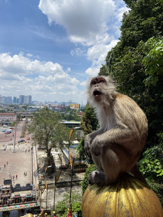 【洞窟】バトゥ洞窟は猿だらけで可愛い🐒🇲🇾