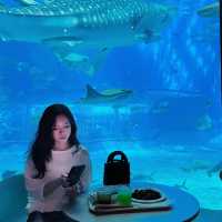 日本沖繩火爆🔥的水族館分享