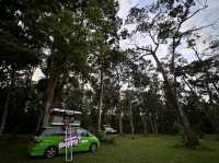 Cape Tribulation – QLD