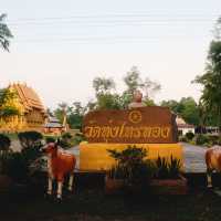 วัดทุ่งไทรทอง