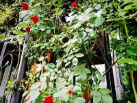 🌹✨【首爾隱藏版玫瑰牆❣️延南洞必去打卡點】✨🌹