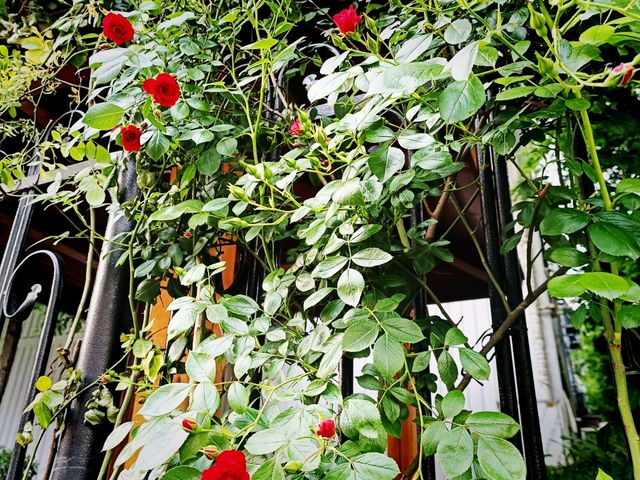 🌹✨【首爾隱藏版玫瑰牆❣️延南洞必去打卡點】✨🌹