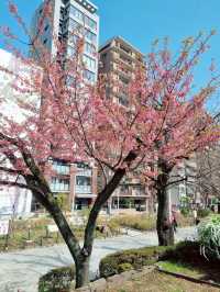 เดินเล่นริมน้ำ Sumida