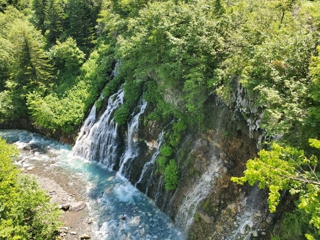 美瑛富良野非自駕一日遊🚶‍♂️🚍🚊 (旭川出發）