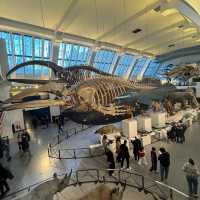Don't Miss This Free Museum in London! 🦖🦋