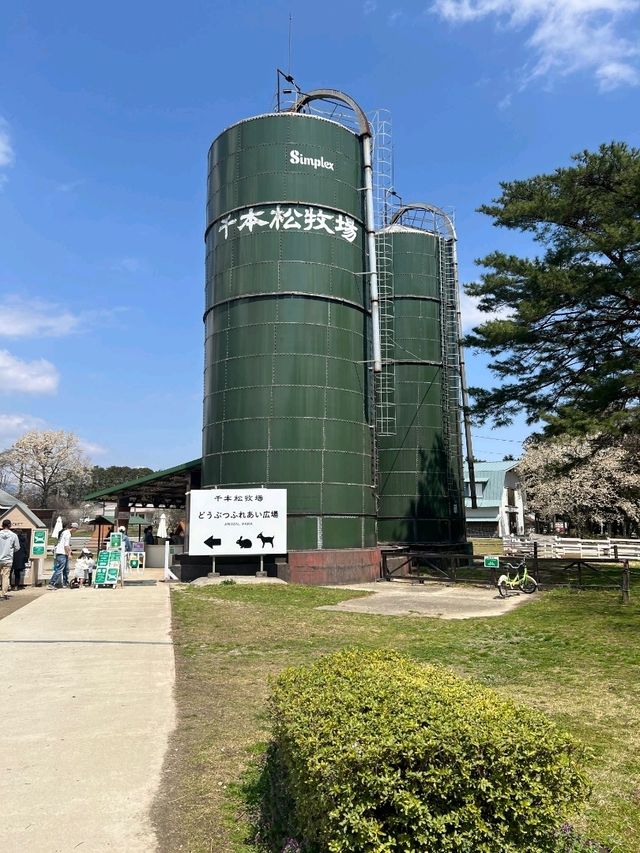 日本親子遊🇯🇵東京近郊，放羊體驗，千本松牧場🐴🐰🐄🐃🐑