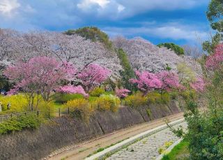 Healing Destination with Year-Round Blossoms: Showa Kinen Park