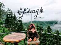 The Piney Bistro Cafe เขาค้อ 🍃☘️💚