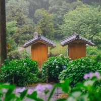 ทุ่งไฮเดรนเยียกลางป่าสนสวยที่สุดใน Fukuoka