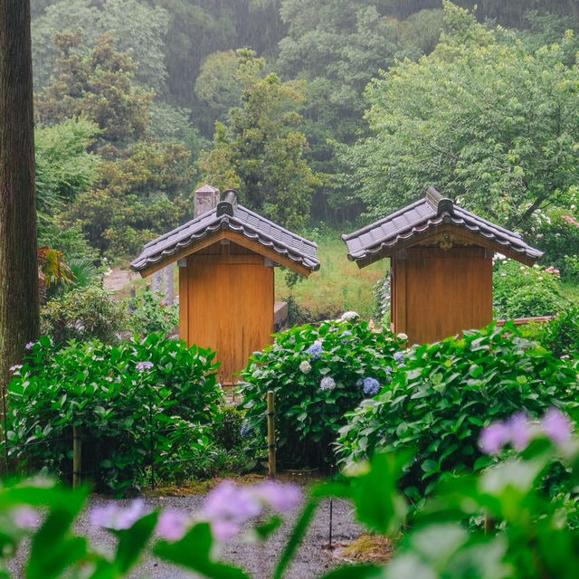 ทุ่งไฮเดรนเยียกลางป่าสนสวยที่สุดใน Fukuoka