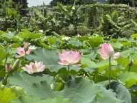 香港好去處 | 賞花 | 塱原自然生態公園 | 荷花