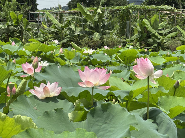 香港好去處 | 賞花 | 塱原自然生態公園 | 荷花