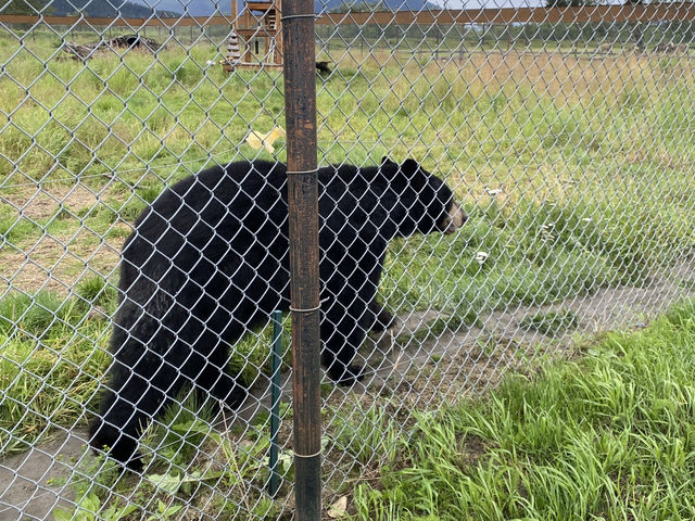 阿拉斯加野生動物保護與雪地風光